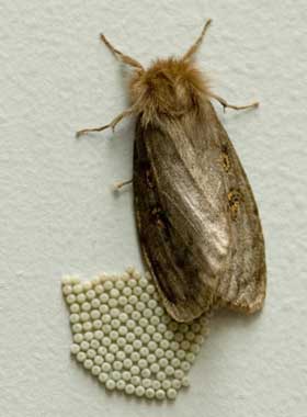 White cedar moth  Agriculture and Food